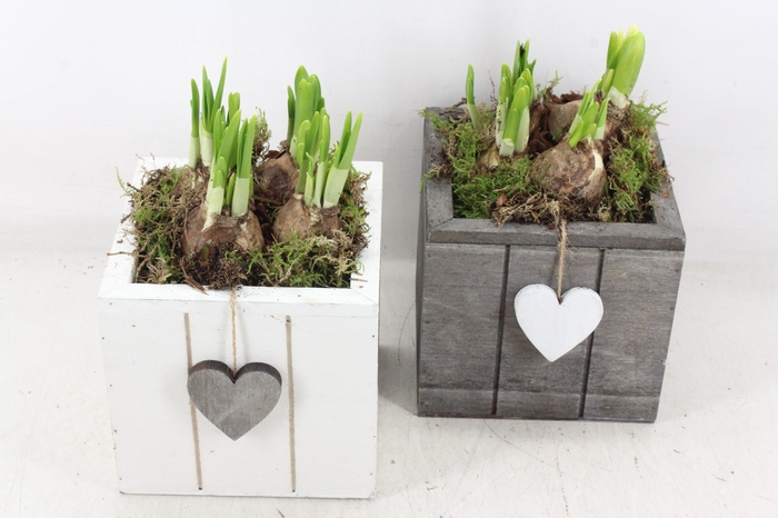 <h4>arr4 Narcis JS - Hout 4kant hart</h4>