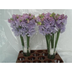 Lathyrus Lavendel