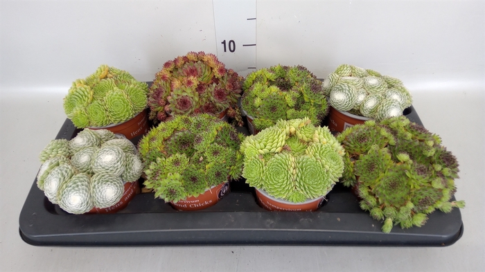 Sempervivum tectorum