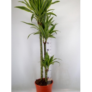 Dracaena fr de 'LemonLime'