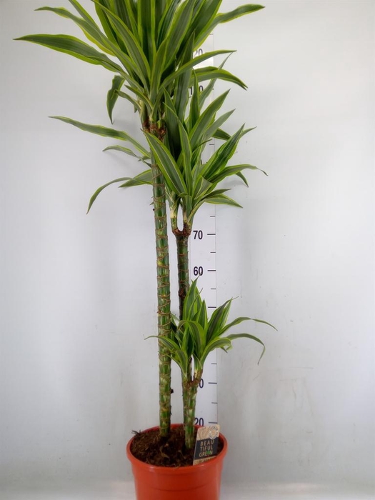 <h4>Dracaena fr de 'LemonLime'</h4>