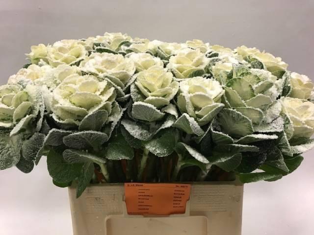 <h4>BRASS KLB H%</h4>