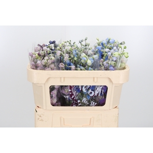 Delphinium El Gemengd