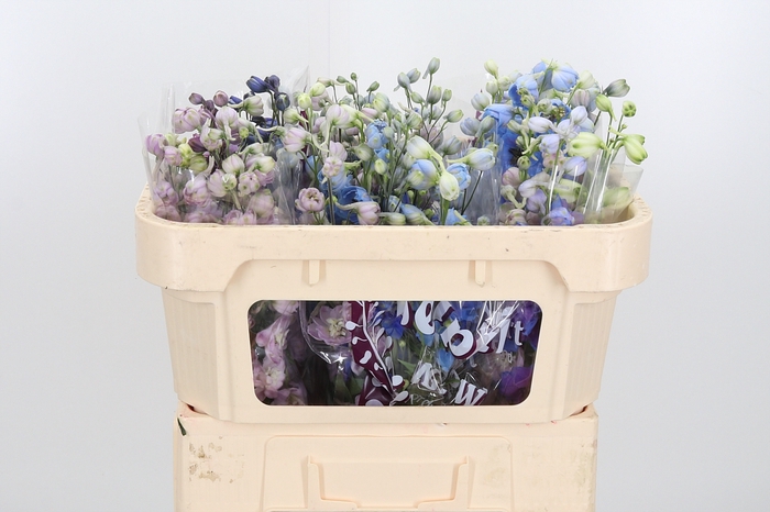 <h4>Delphinium El Gemengd</h4>