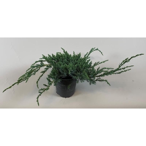 Juniperus Sq Blue Carpet