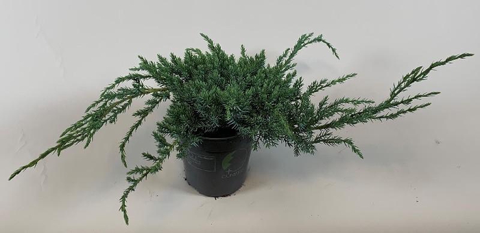 <h4>Juniperus Sq Blue Carpet</h4>