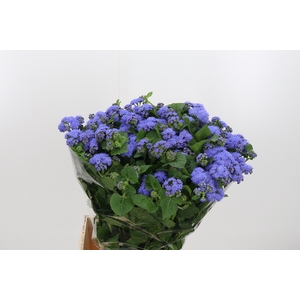 Ager H Blue Planet