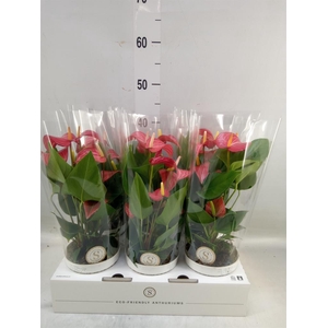 Anthurium andr. 'Livium Red Mirco'