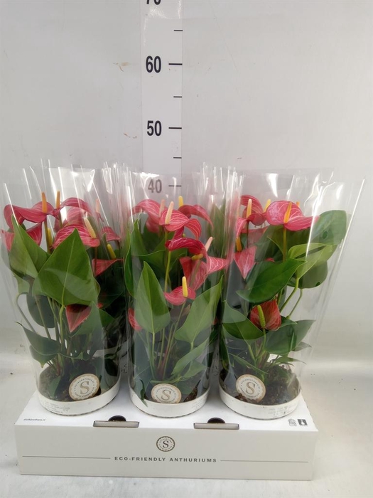 <h4>Anthurium andr. 'Livium Red Mirco'</h4>
