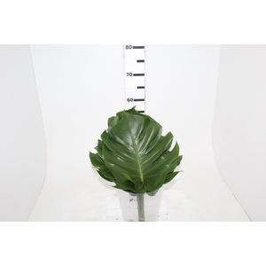 FOLHAGEM MONSTERA DELICIOSA 030 CM
