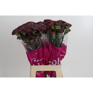 Dianthus St Copper Extasis