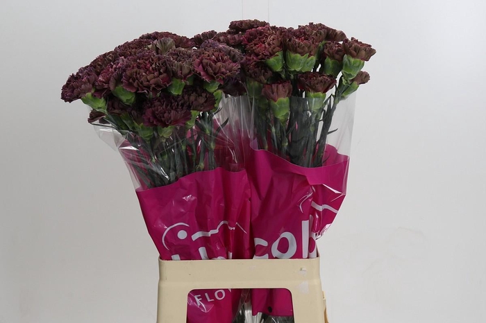 <h4>Dianthus St Copper Extasis</h4>