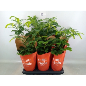 Tamarindus indica