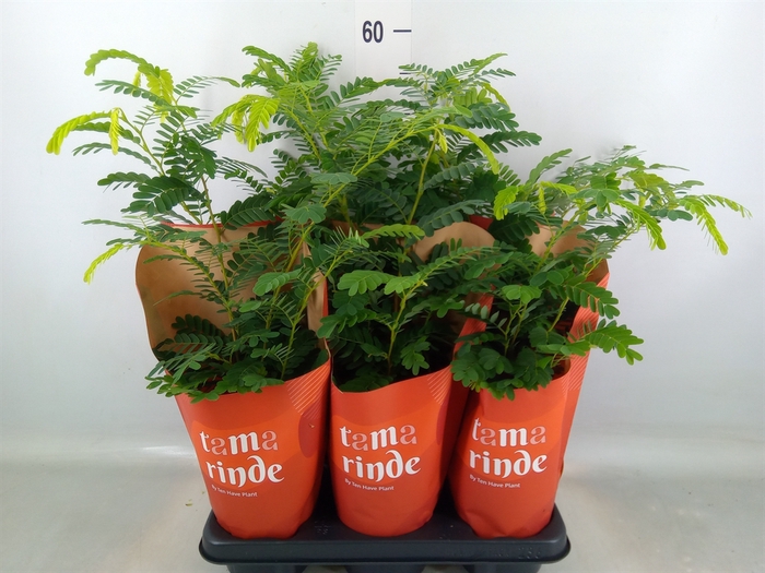<h4>Tamarindus indica</h4>