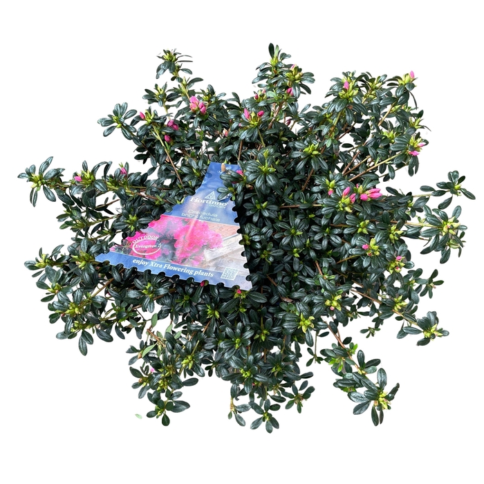 <h4>Azalea Japonica Hortinno P15 'Cascadula bright fuchsia'</h4>