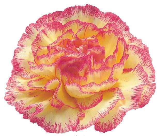 <h4>Di St Ali Baba</h4>