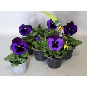 Viola wittrockiana sixpack F1 Neon Violet