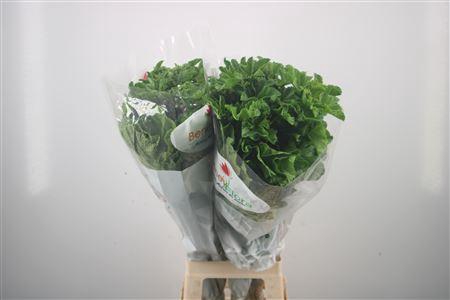 <h4>Snijbloemen Ov Malva Sylestris</h4>