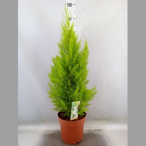 Cupressus macro. 'Goldcrest Wilma'
