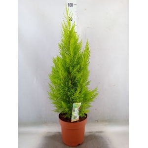 Cupressus macro. 'Goldcrest Wilma'