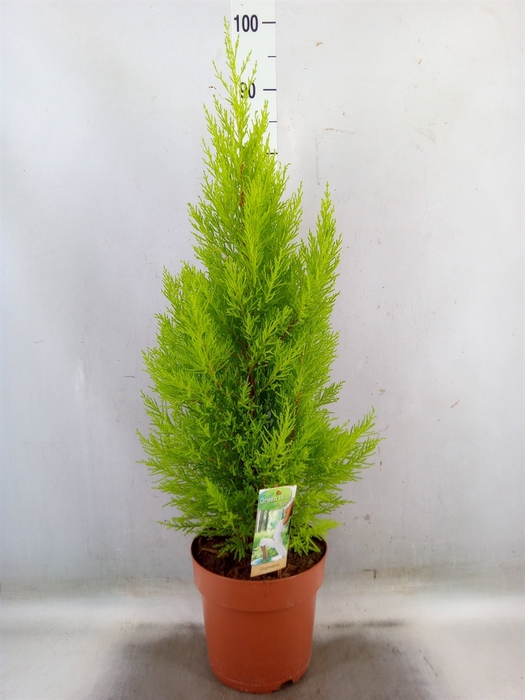 <h4>Cupressus macro. 'Goldcrest Wilma'</h4>