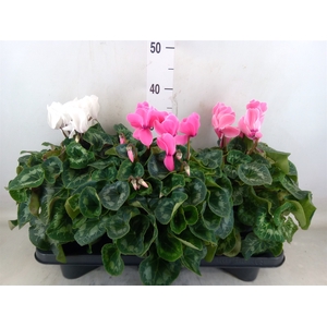 Cyclamen GR 'Mammoth'