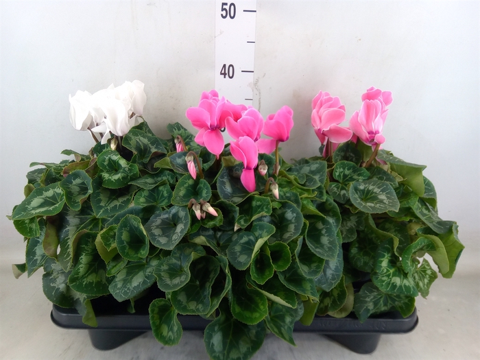 <h4>Cyclamen GR 'Mammoth'</h4>