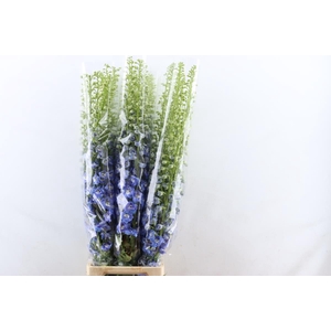 Delph Elatum Aurora Light Blue