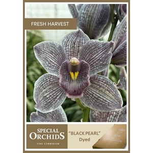 CYMB Dyed Black Pearl