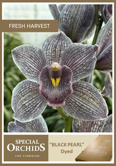 <h4>CYMB Dyed Black Pearl</h4>