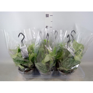 Scindapsus pictus 'Argyraeus'