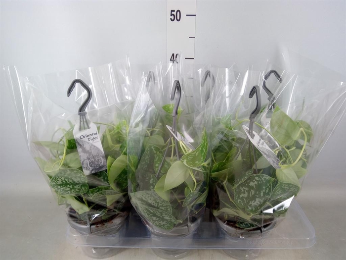 <h4>Scindapsus pictus 'Argyraeus'</h4>