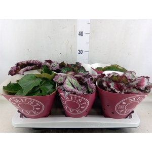 Begonia BD 'Beleaf'   ...mix