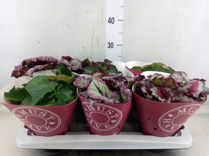 <h4>Begonia BD 'Beleaf'   ...mix</h4>
