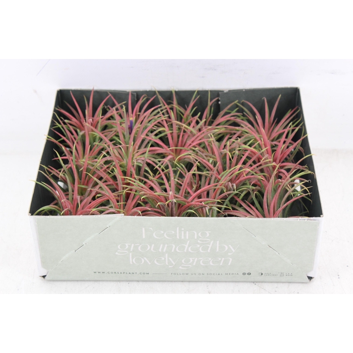 <h4>Arr3 Cp - Till. Ionantha Rood X20</h4>
