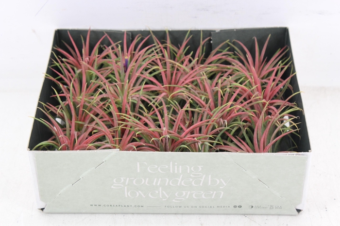 <h4>arr3 CP - Till. Ionantha rood x20</h4>