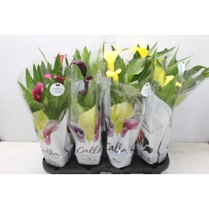 CALLA COLORIDA P14