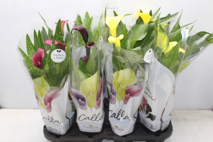 <h4>CALLA COLORIDA P14</h4>