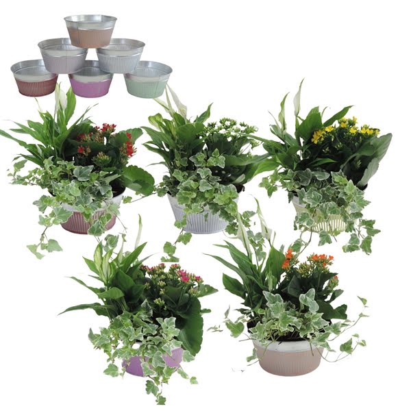 <h4>Collectie Floor Arrangement in Schaal 18 cm</h4>