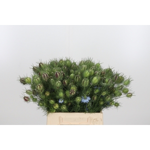 Nigella Overig