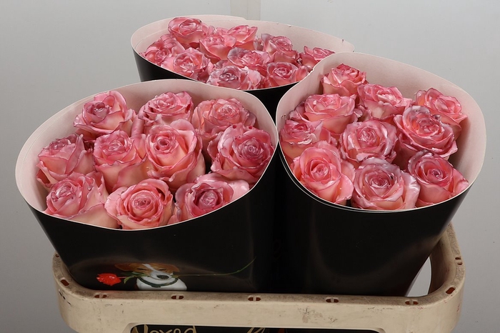 Wax-Rozen Wax Classic Oceana