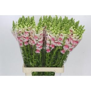 Antirrhinum Potomac Appleblossom