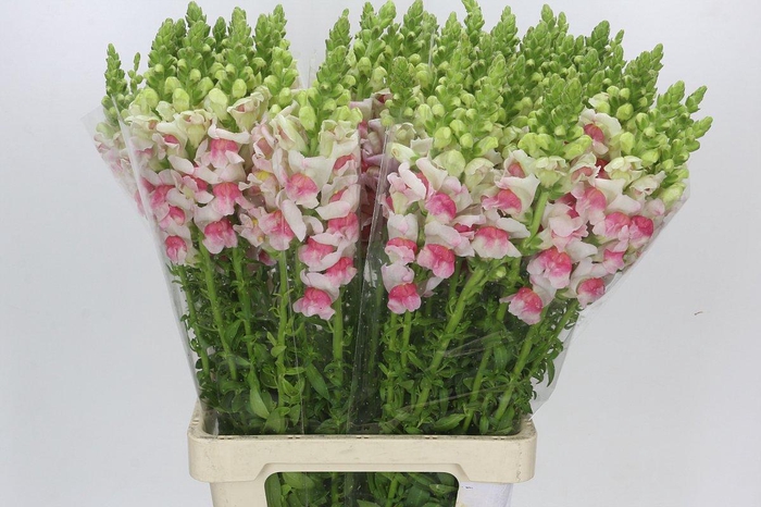 <h4>Antirrhinum Potomac Appleblossom</h4>