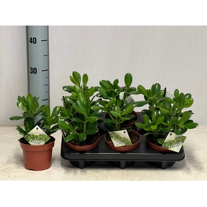 CRASS OVATA