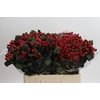 Hypericum True Romance