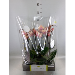 Phalaenopsis   ...rose