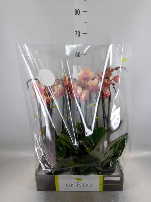 <h4>Phalaenopsis   ...rose</h4>