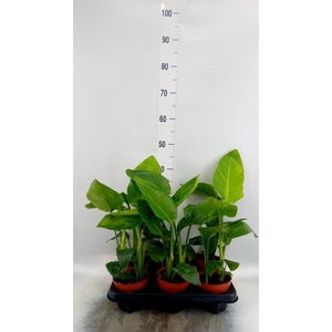 Strelitzia nicolai