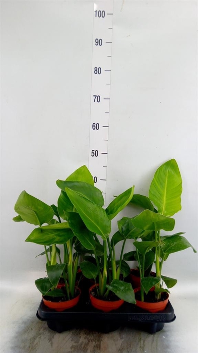 <h4>Strelitzia nicolai</h4>