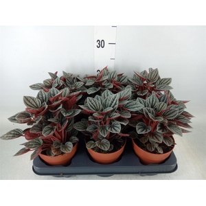 Peperomia caperata 'Caracas'